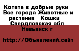 Котята в добрые руки - Все города Животные и растения » Кошки   . Свердловская обл.,Невьянск г.